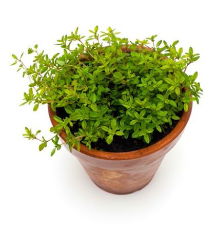 Growing Thyme is Easy Anywhere