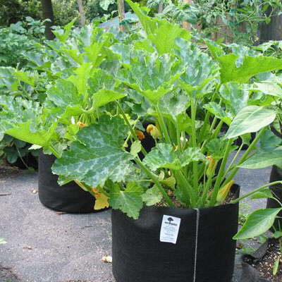 Growing Zucchini In Containers? Yep!