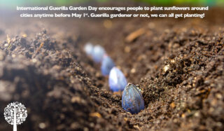 El Día Internacional de la Jardinería Guerrillera alienta a las personas a plantar girasoles en las ciudades en cualquier momento antes del Primero de Mayo.  ¡Jardinero guerrillero o no, todos podemos sembrar!