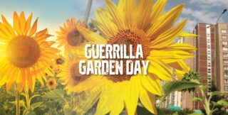 View of Plant A Sunflower For Guerrilla Garden Day! | GCM