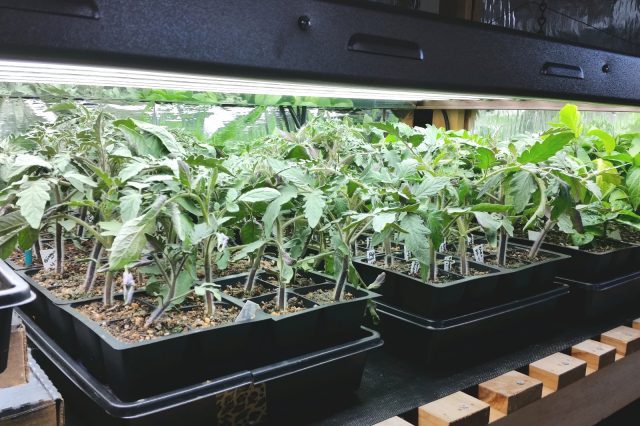 Heavy Metal Toxicity: Don't Use Felt for Seedling Wicking Mat