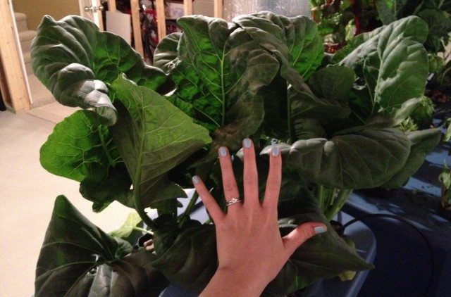 Homegrown: Top Hydroponic Gardening Trends