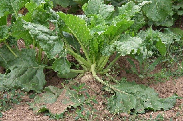 Homemade Sugar: Grow Non-GMO Sugar Beets