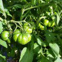 Hormones or Hybrid? Fluted Green Zebra Tomatoes