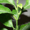 How To Get Rid of Grow Room Mites