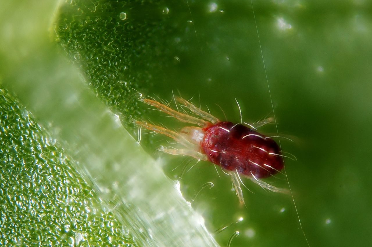 How To Get Rid of Spider Mites Forever