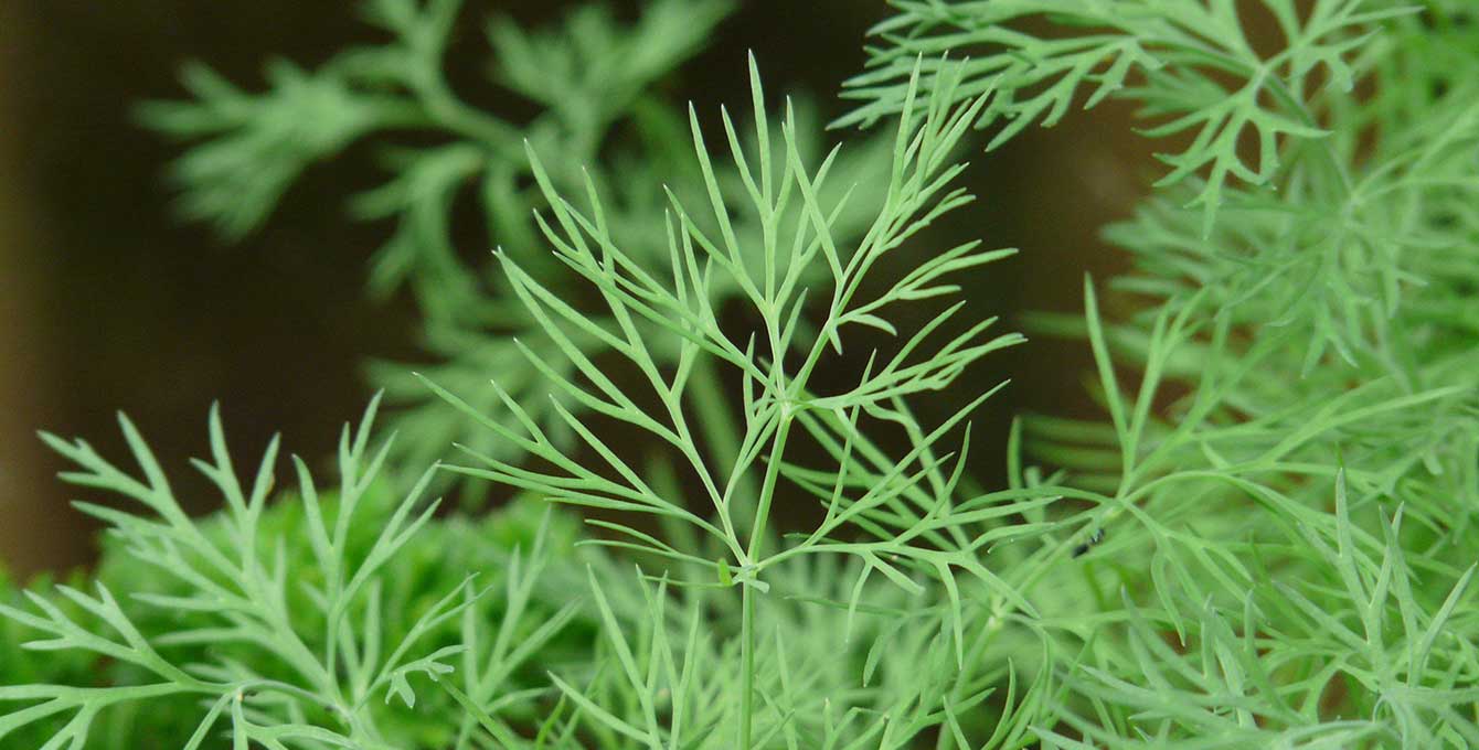 Dill: How To Grow