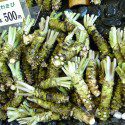 How To Grow Hydroponic Wasabi