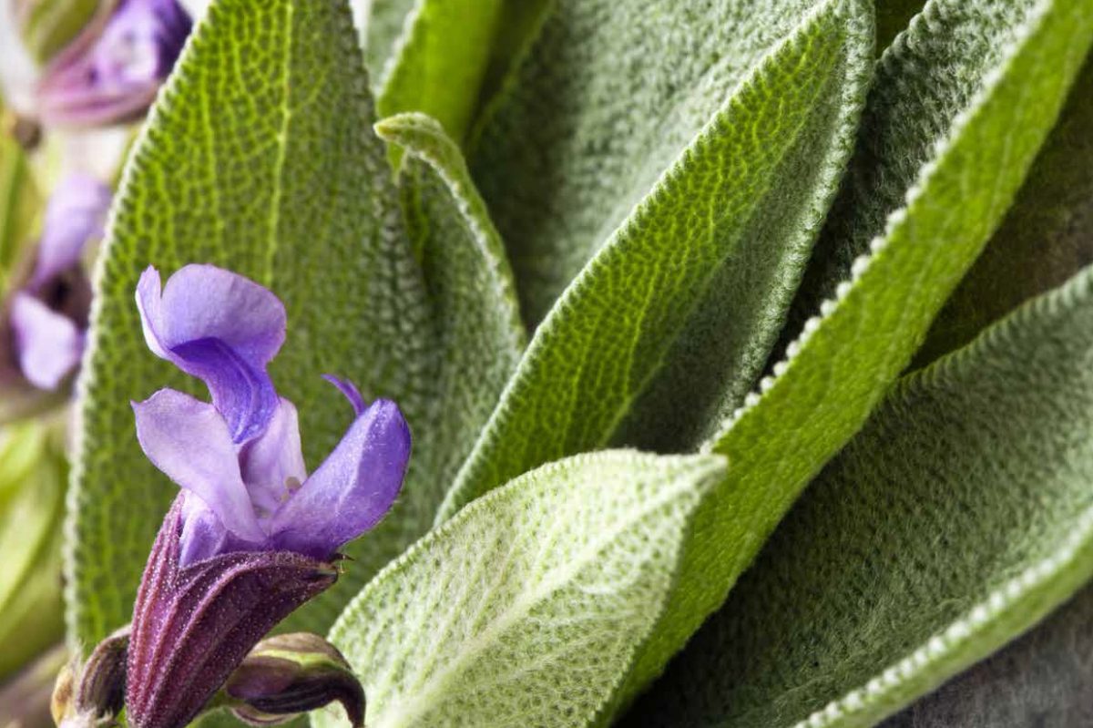 How to Grow Sage in Any Location