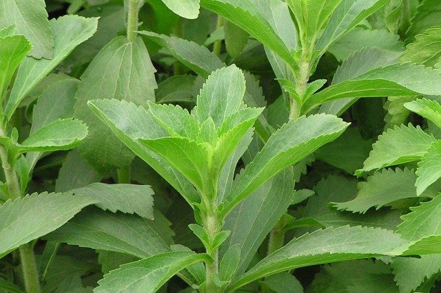 How To Grow Stevia: Indoors & Out