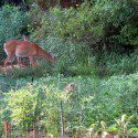 How To Keep Deer Out Of the Vegetable Garden