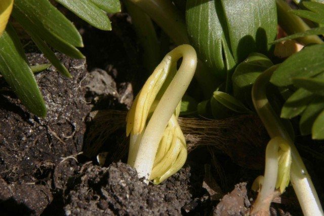 Good germination from saved seeds depends on knowing how to store seed properly.