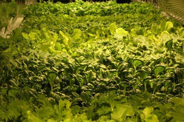 Huge New Aeroponic Farm: Newark, NJ Urban Farming
