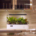 New Hydroponic Indoor Garden: Counter Crop