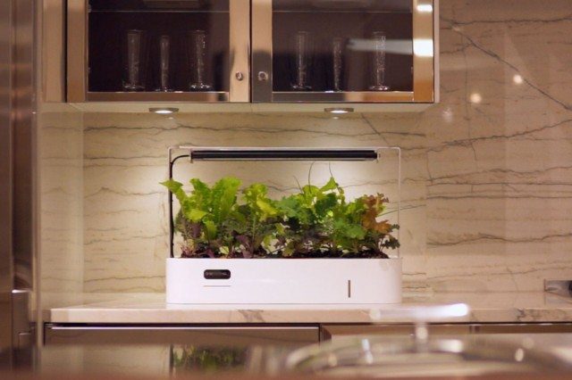 New Hydroponic Indoor Garden: Counter Crop