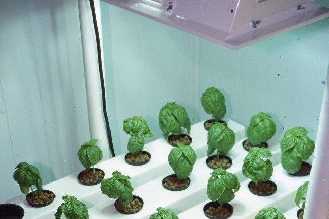 Improve Your Harvest with Grow Light Intensity