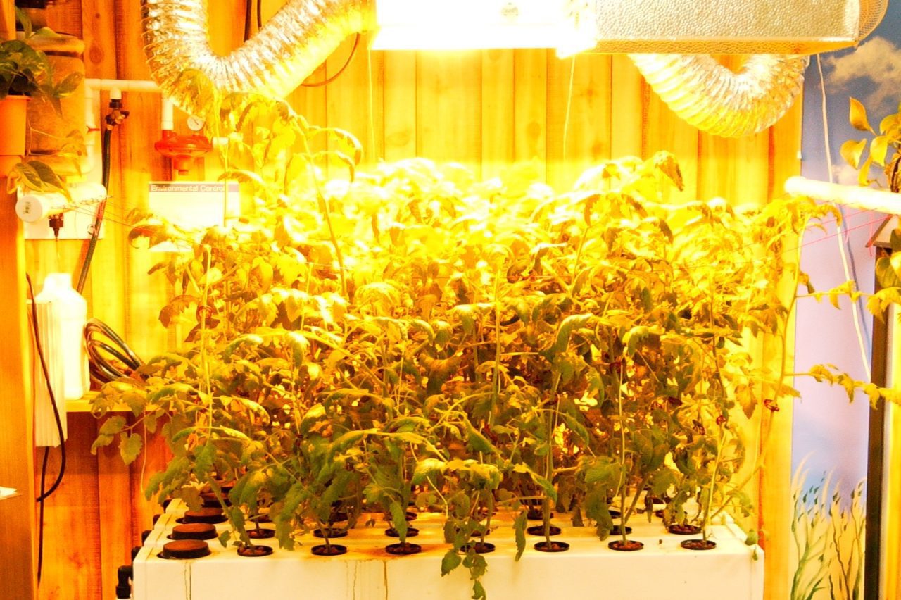 4 Ways to Get More from Grow Lights Garden Culture Magazine