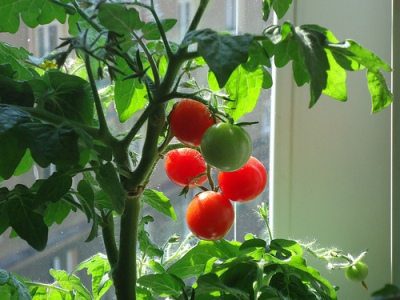 Bountiful Indoor Garden: Organic Seeds or Heirlooms?