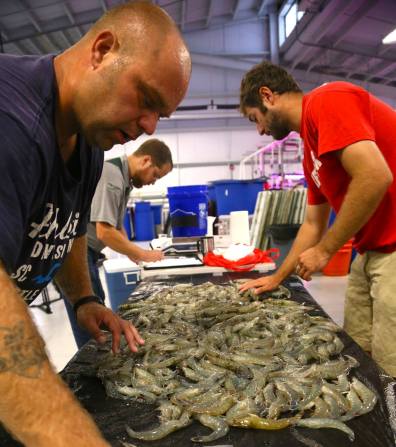 Indoor Shrimp Farming Harvest: KSU Aquaculture Dept.