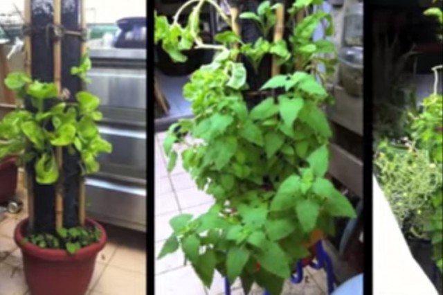 Inexpensive DIY Vertical Garden