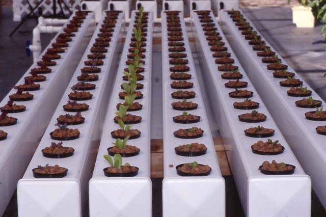 Hydroponic Gardening: Is An NFT System Best?