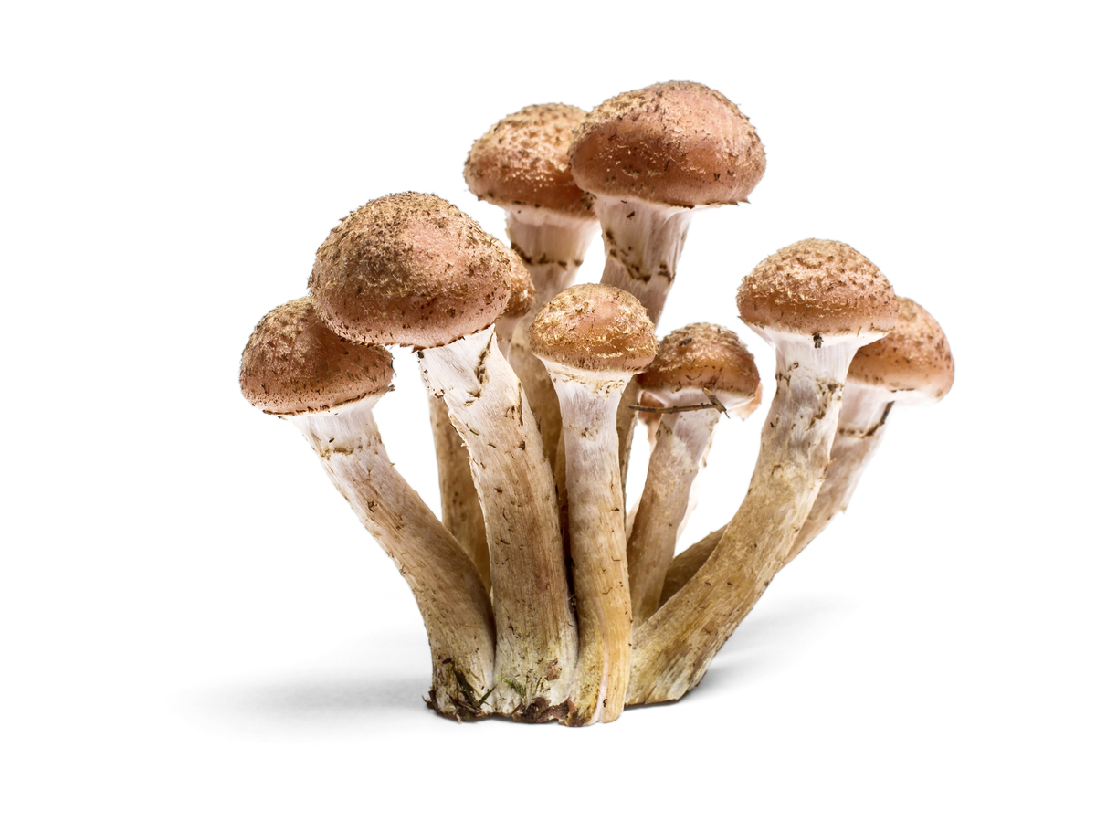 Setting the Stage For Mushroom Cultivation | Garden Culture Magazine