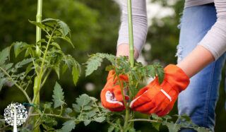 Un jardinero con pantalones de mezclilla y guantes de color naranja brillante se ocupa de dos plantas grandes y verdes.