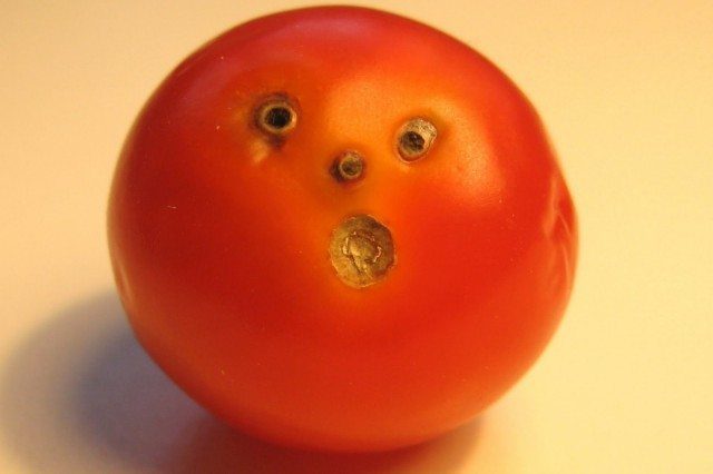 Latest Monsanto Tomato Patent A Fraud