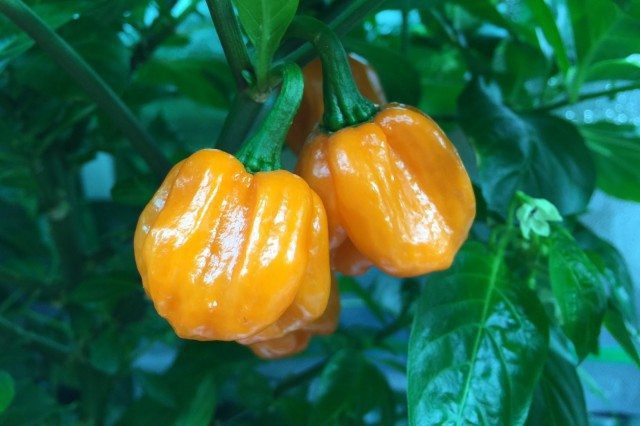 LED Grow Lights Waste Energy