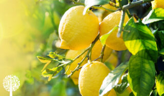 A bunch of lemons hang from a lemon tree in the sun.
