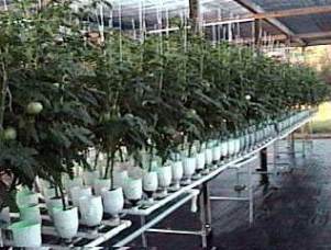 Hook up hydroponics DKKD Staffing
