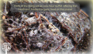 Think of the living soil as a 24-hour buffet offering the healthiest, freshest organic food on the planet.