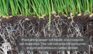 Mantener una buena salud del suelo también mejora la respiración del suelo.  La vida microbiana en el suelo consume oxígeno y produce dióxido de carbono.