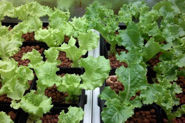 Lovely Lettuces Grown Indoors