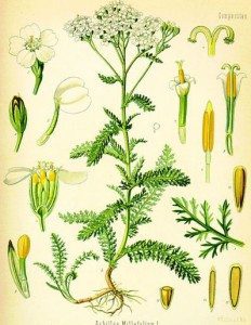 Medicinal Plants: White Yarrow