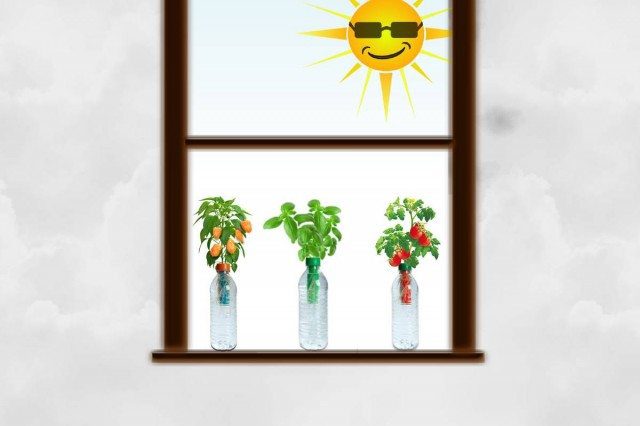 Petomato: New Micro-Hydroponic-Garden-Gadget