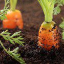 Microbes: The Best Plant Food