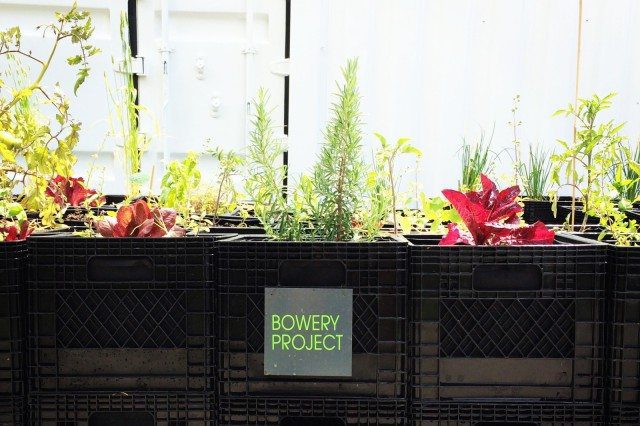 Milk Crate Urban Farming: Toronto Bowery Project