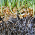 Mychorrhizae: Grow Healthier Indoor Garden Plants
