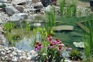 Organically Filtered Pool Natural Swimming Pools: Organic Habitat | Garden Culture Magazine