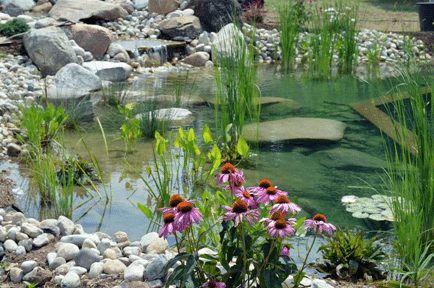 Natural Swimming Pools: Maintenance-Free Beauty