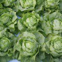 Naturally Grown Certification Now Available for Aquaponic Farms