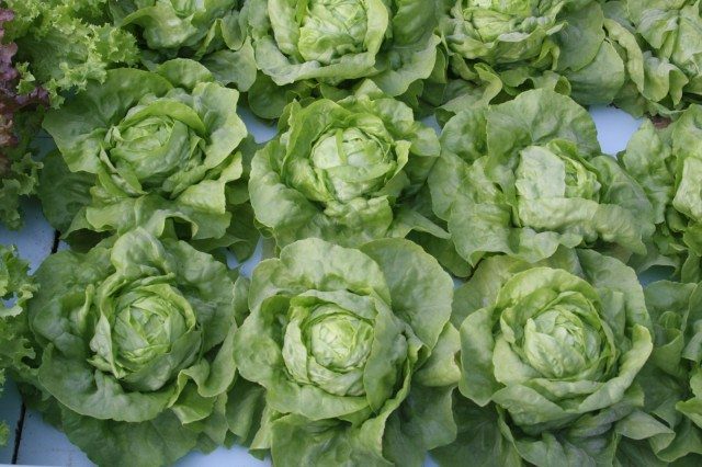 Naturally Grown Certification Now Available for Aquaponic Farms