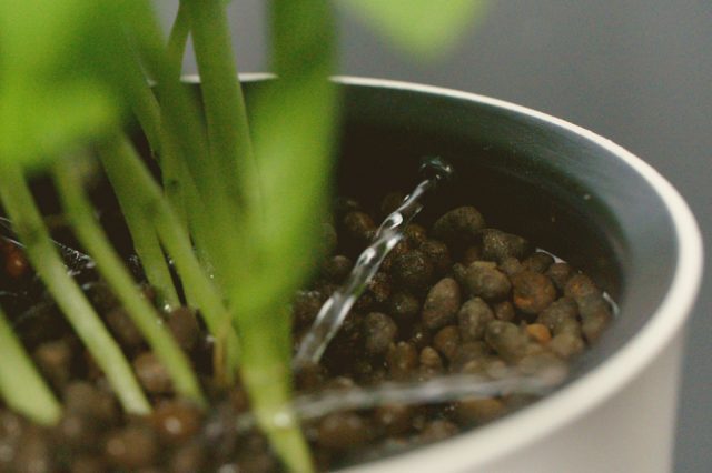 New Hydroponic Planter: Botanium