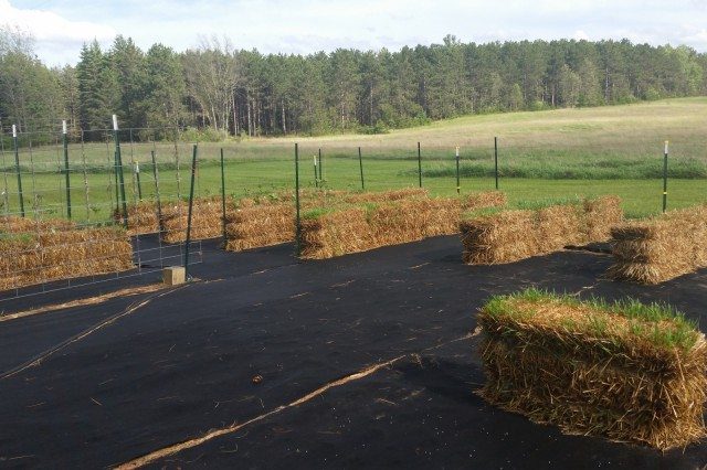 Newly Planted Straw Bale Garden