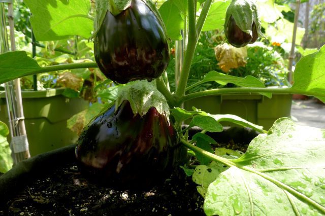 Nitrogen & Potting Soil pH