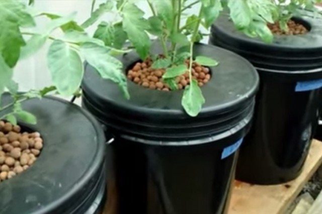 Nutes Vs Circulation Test Grow