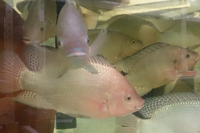 Off Grid Aquaponics – Fully Independent Container Farms