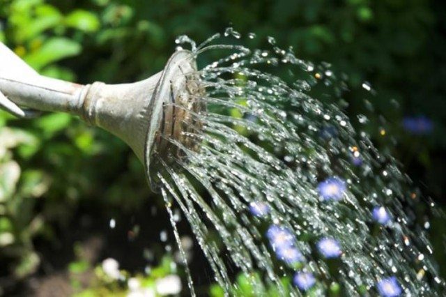 Old-Fashioned Garden Irrigation