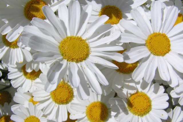Organic Pyrethrin Daisy: Tanacetum cinerariaefolium